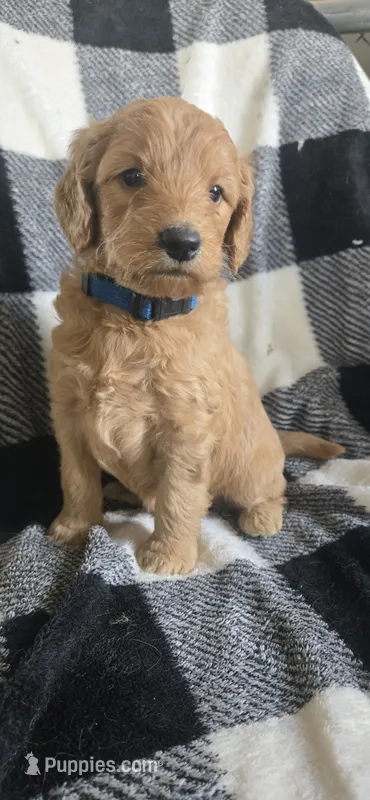 Pepsi  – Goldendoodle puppy for sale in Platteville, WI