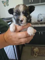 Josh, a male Papillon for sale in Platteville, WI – 2 of 7