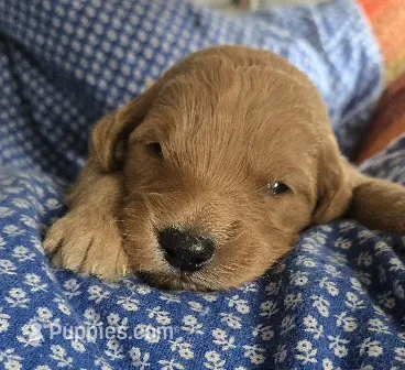 Pepsi  – Goldendoodle puppy for sale in Platteville, WI