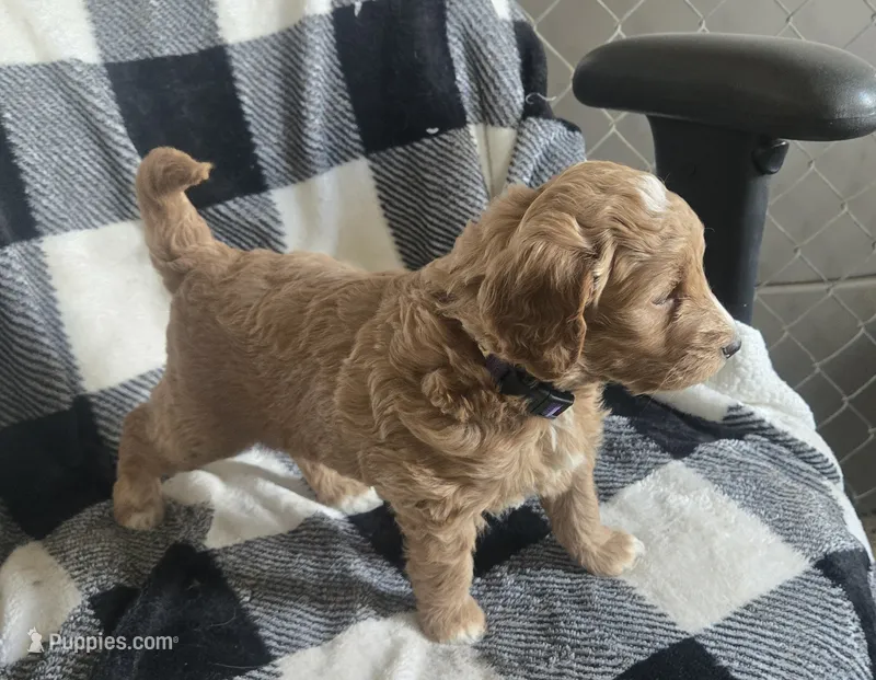 Flurry – Goldendoodle puppy for sale in Platteville, WI
