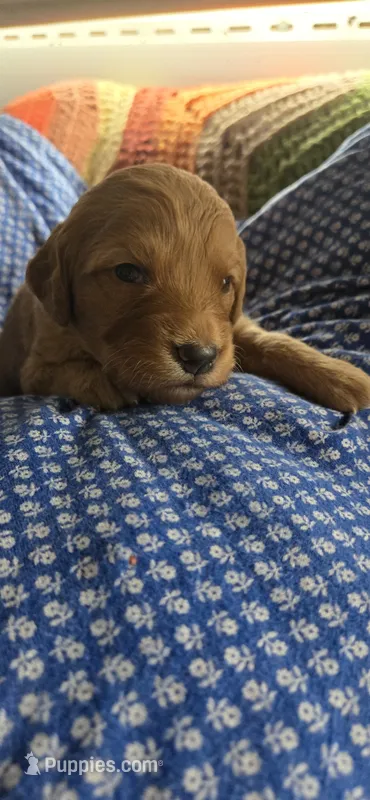 Frosty – Goldendoodle puppy for sale in Platteville, WI