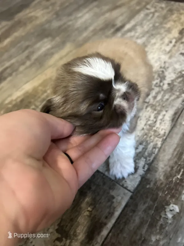 Coco – Pekingese puppy for sale in Troy, AL