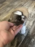 Coco, a male Pekingese for sale in Troy, AL – Photo 1 of 4