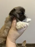 Coco, a male Pekingese for sale in Troy, AL – Photo 4 of 4