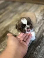 Coco, a male Pekingese for sale in Troy, AL – Photo 2 of 4