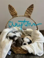 Spots, a male Pekingese for sale in Troy, AL – Photo 2 of 3