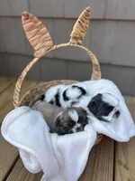 Spots, a male Pekingese for sale in Troy, AL – Photo 3 of 3