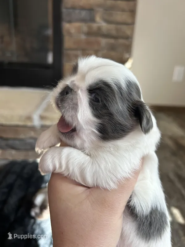 Spots – Pekingese puppy for sale in Troy, AL
