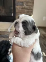 Spots, a male Pekingese for sale in Troy, AL – Photo 1 of 3