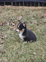 Rhett, a male Pembroke Welsh Corgi and Toy Australian Shepherd for sale in Shipshewana, IN – Photo 3 of 9