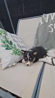 Rhett, a male Pembroke Welsh Corgi and Toy Australian Shepherd for sale in Shipshewana, IN – Photo 5 of 9