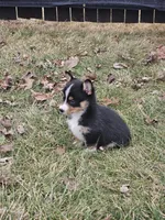 Rhett, a male Pembroke Welsh Corgi and Toy Australian Shepherd for sale in Shipshewana, IN – Photo 9 of 9