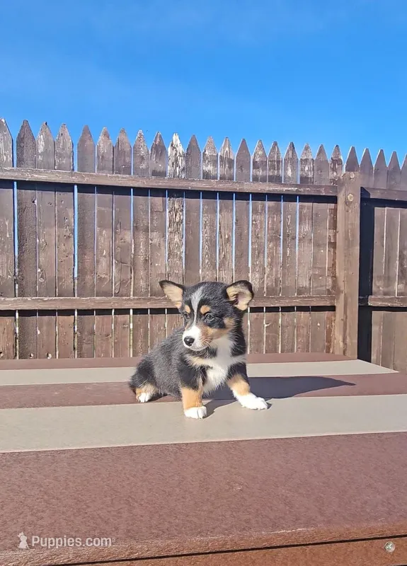 Rhett – Pembroke Welsh Corgi, Toy Australian Shepherd puppy for sale in Shipshewana, IN