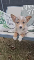 Alex, a male Pembroke Welsh Corgi and Toy Australian Shepherd for sale in Shipshewana, IN – Photo 2 of 10