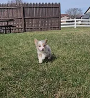 Sky, a female Pembroke Welsh Corgi and Toy Australian Shepherd for sale in Shipshewana, IN – Photo 9 of 9