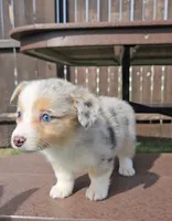 Sky, a female Pembroke Welsh Corgi and Toy Australian Shepherd for sale in Shipshewana, IN – Photo 5 of 9
