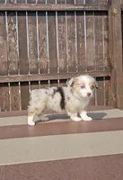 Sky, a female Pembroke Welsh Corgi and Toy Australian Shepherd for sale in Shipshewana, IN – Photo 4 of 9