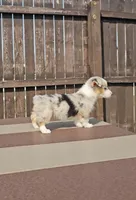 Sky, a female Pembroke Welsh Corgi and Toy Australian Shepherd for sale in Shipshewana, IN – Photo 3 of 9
