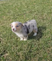 Sky, a female Pembroke Welsh Corgi and Toy Australian Shepherd for sale in Shipshewana, IN – Photo 6 of 9
