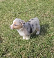 Sky, a female Pembroke Welsh Corgi and Toy Australian Shepherd for sale in Shipshewana, IN – Photo 8 of 9
