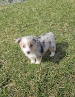 Sky, a female Pembroke Welsh Corgi and Toy Australian Shepherd for sale in Shipshewana, IN – Photo 7 of 9
