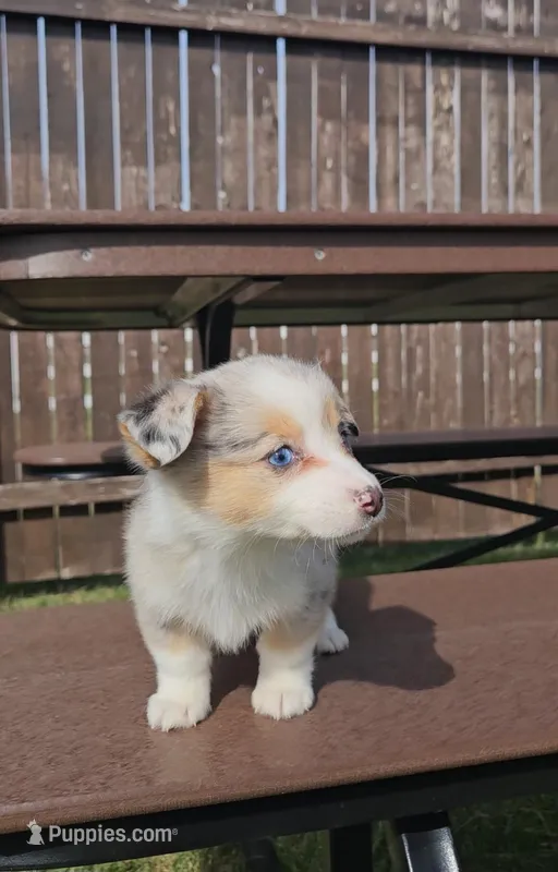 Sky – Pembroke Welsh Corgi, Toy Australian Shepherd puppy on hold in Shipshewana, IN