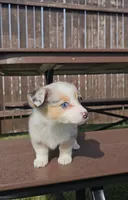 Sky, a female Pembroke Welsh Corgi and Toy Australian Shepherd for sale in Shipshewana, IN – Photo 1 of 9