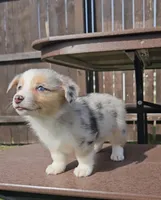 Sky, a female Pembroke Welsh Corgi and Toy Australian Shepherd for sale in Shipshewana, IN – Photo 2 of 9