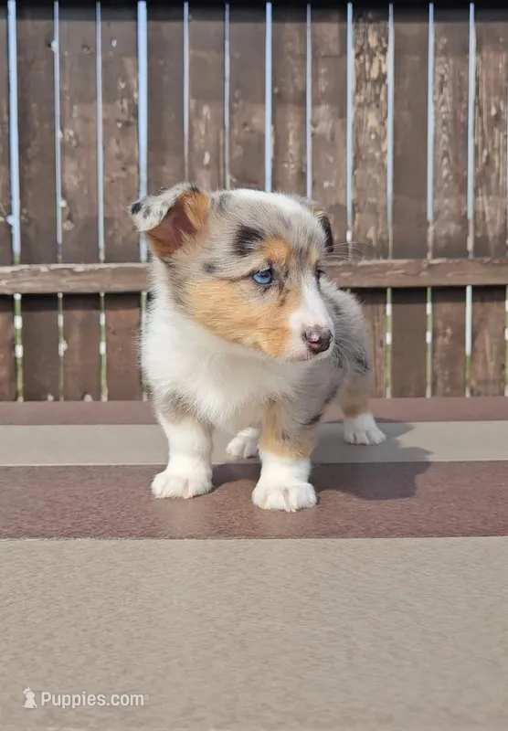 Stormi – Pembroke Welsh Corgi, Toy Australian Shepherd puppy for sale in Shipshewana, IN