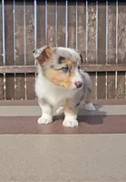Stormi, a female Pembroke Welsh Corgi and Toy Australian Shepherd for sale in Shipshewana, IN – Photo 1 of 8