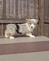 Stormi, a female Pembroke Welsh Corgi and Toy Australian Shepherd for sale in Shipshewana, IN – Photo 4 of 8