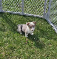 Stormi, a female Pembroke Welsh Corgi and Toy Australian Shepherd for sale in Shipshewana, IN – Photo 8 of 8
