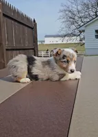 Stormi, a female Pembroke Welsh Corgi and Toy Australian Shepherd for sale in Shipshewana, IN – Photo 3 of 8