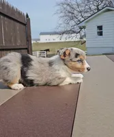 Stormi, a female Pembroke Welsh Corgi and Toy Australian Shepherd for sale in Shipshewana, IN – Photo 5 of 8