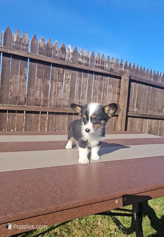 Rooster – Pembroke Welsh Corgi, Toy Australian Shepherd puppy for sale in Shipshewana, IN