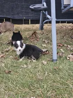Rooster, a male Pembroke Welsh Corgi and Toy Australian Shepherd for sale in Shipshewana, IN – Photo 7 of 10