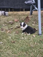 Rooster, a male Pembroke Welsh Corgi and Toy Australian Shepherd for sale in Shipshewana, IN – Photo 8 of 10