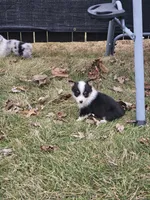 Rooster, a male Pembroke Welsh Corgi and Toy Australian Shepherd for sale in Shipshewana, IN – Photo 10 of 10