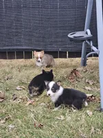 Rooster, a male Pembroke Welsh Corgi and Toy Australian Shepherd for sale in Shipshewana, IN – Photo 9 of 10