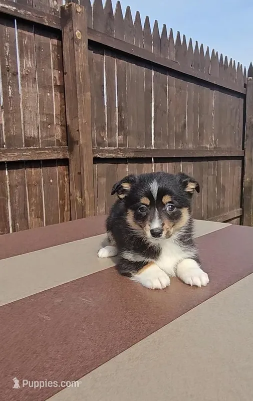 Spike – Pembroke Welsh Corgi, Toy Australian Shepherd puppy for sale in Shipshewana, IN