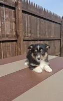 Spike, a male Pembroke Welsh Corgi and Toy Australian Shepherd for sale in Shipshewana, IN – Photo 1 of 6