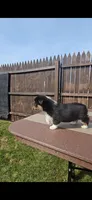 Spike, a male Pembroke Welsh Corgi and Toy Australian Shepherd for sale in Shipshewana, IN – Photo 4 of 6