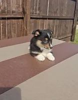 Spike, a male Pembroke Welsh Corgi and Toy Australian Shepherd for sale in Shipshewana, IN – Photo 3 of 6
