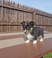 Spike, a male Pembroke Welsh Corgi and Toy Australian Shepherd for sale in Shipshewana, IN – Photo 2 of 6