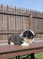 Spencer, a male Pembroke Welsh Corgi and Toy Australian Shepherd for sale in Shipshewana, IN – Photo 3 of 6