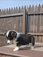 Spencer, a male Pembroke Welsh Corgi and Toy Australian Shepherd for sale in Shipshewana, IN – Photo 2 of 6