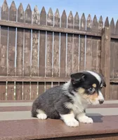 Spencer, a male Pembroke Welsh Corgi and Toy Australian Shepherd for sale in Shipshewana, IN – Photo 5 of 6