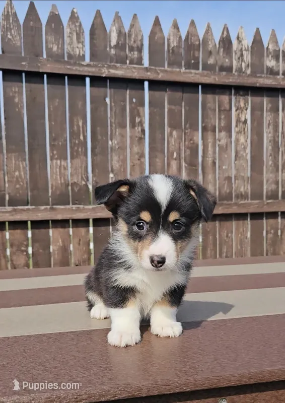 Spencer – Pembroke Welsh Corgi, Toy Australian Shepherd puppy for sale in Shipshewana, IN