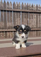 Spencer, a male Pembroke Welsh Corgi and Toy Australian Shepherd for sale in Shipshewana, IN – Photo 1 of 6