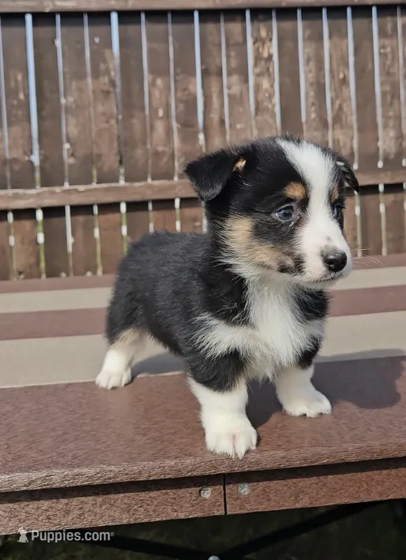 Slick – Pembroke Welsh Corgi, Toy Australian Shepherd puppy for sale in Shipshewana, IN